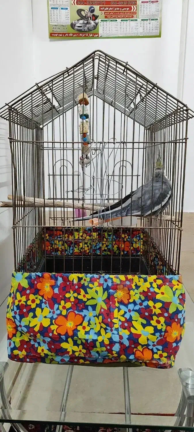 عروس هلندی نر|پرنده|قره ضیاالدین, |دیوار