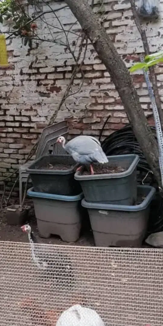 مرغ روسی(شاخدار)|حیوانات مزرعه|لاهیجان, خمیر کلایه|دیوار