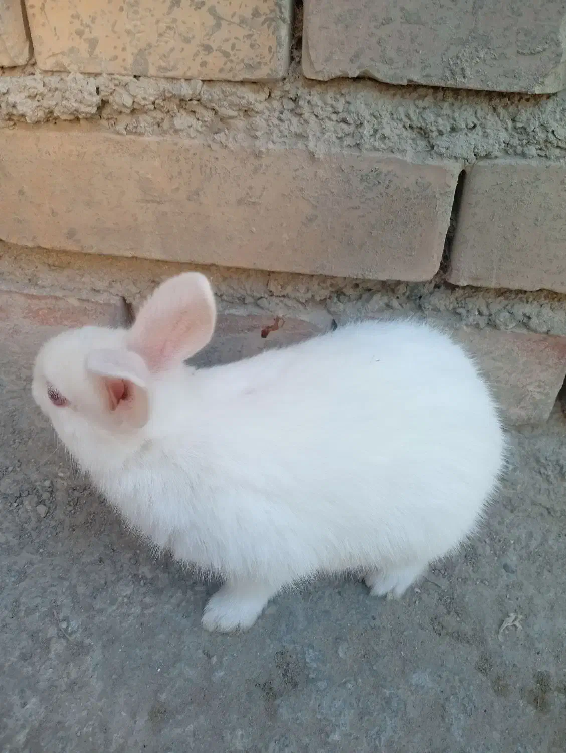 بچه خرگوش ۴عدد|موش و خرگوش|گنبد کاووس, |دیوار