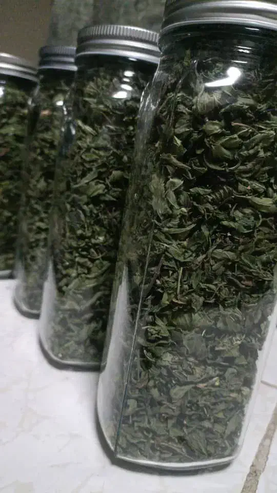 نعناع فلفلی خونگی با کیفیت خوب|خوردنی و آشامیدنی|گلزار, |دیوار