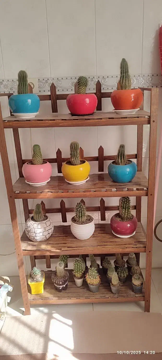 استند گل|گل و گیاه طبیعی|شازند, |دیوار