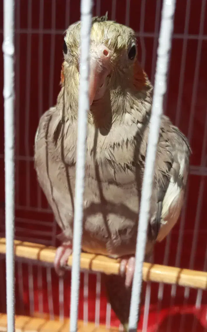 عروس هلندی|پرنده|ری, سرتخت|دیوار