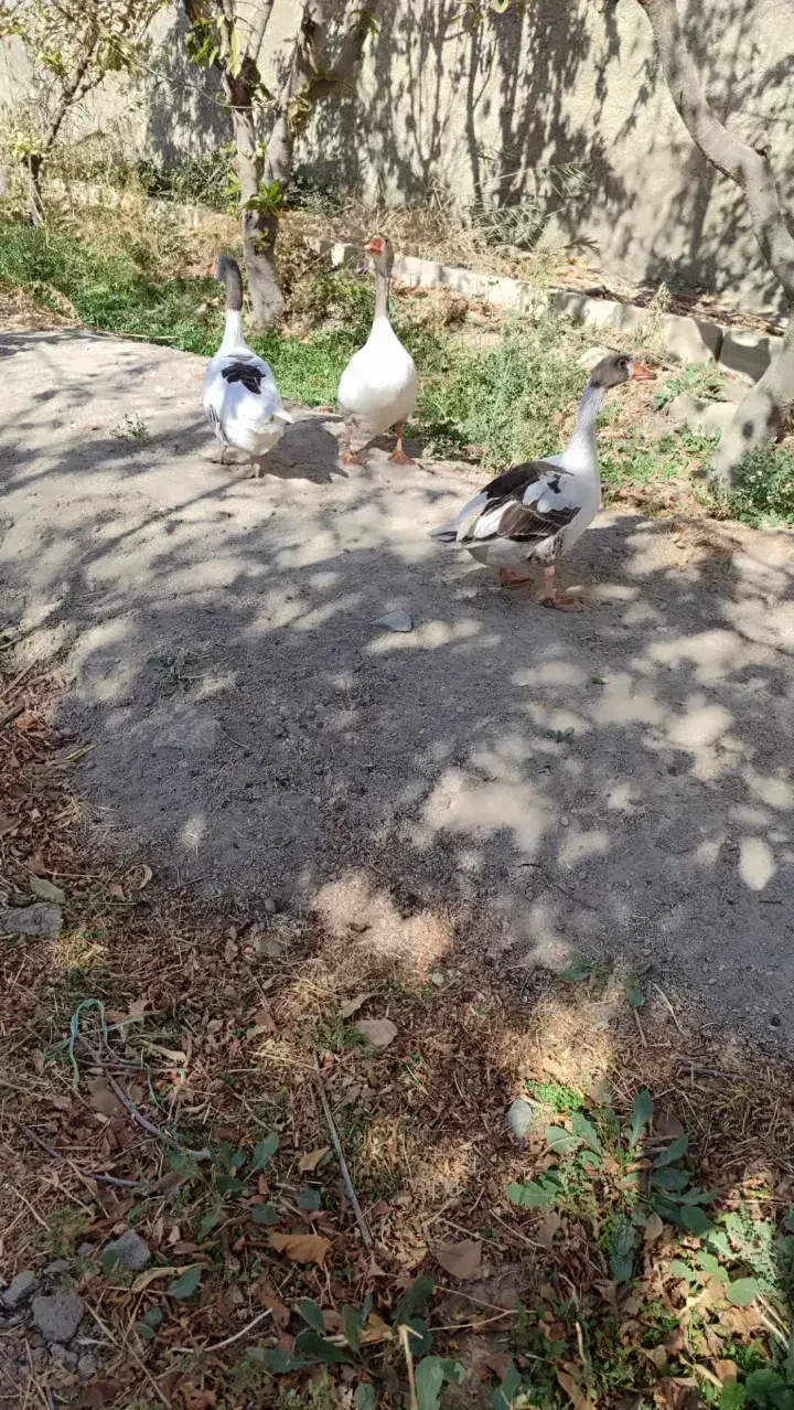 غاز|حیوانات مزرعه|شهریار, بکه|دیوار