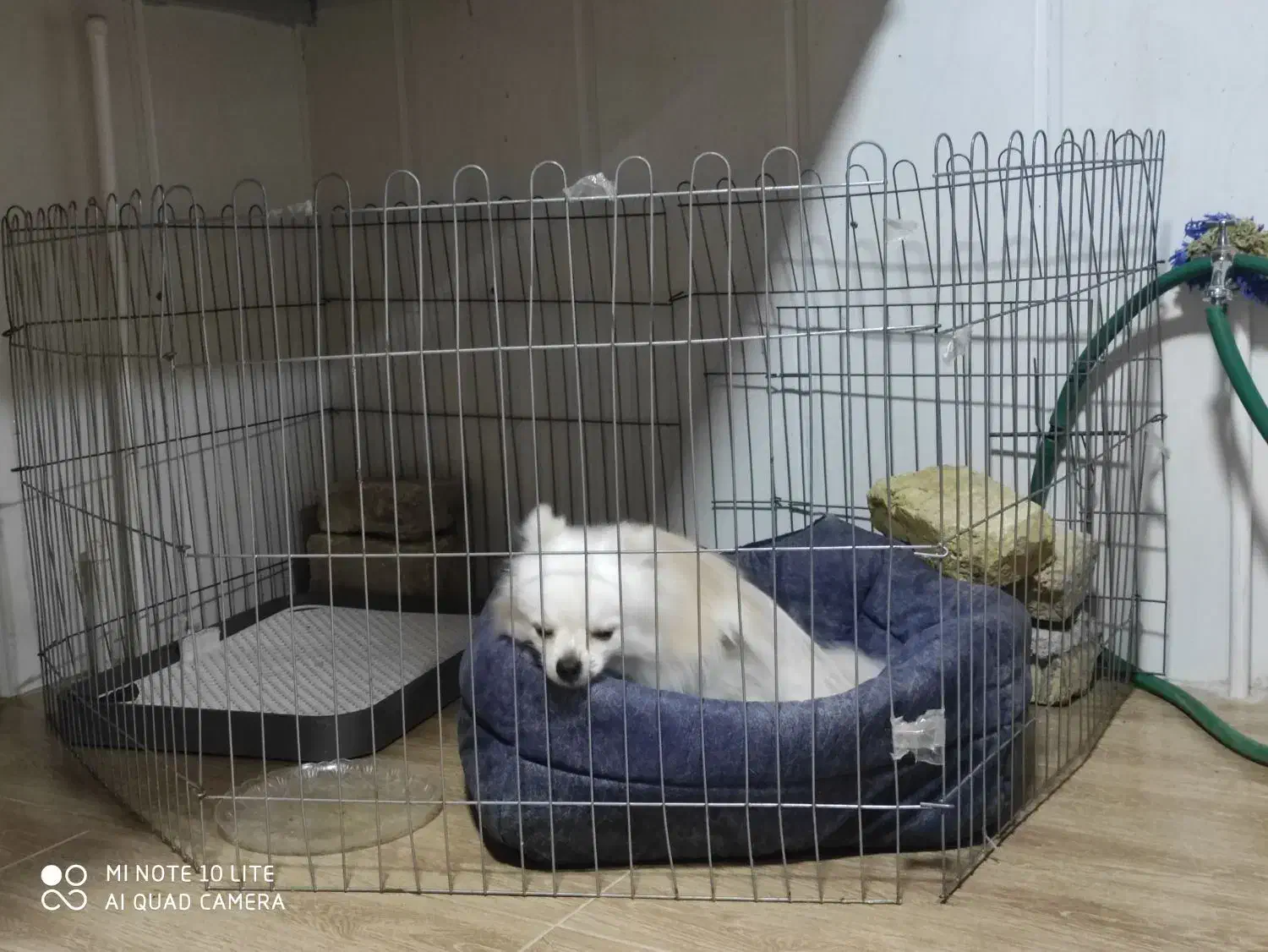 سگ اصیل و نژاد دار پامر خرسی|سگ|بافق, |دیوار