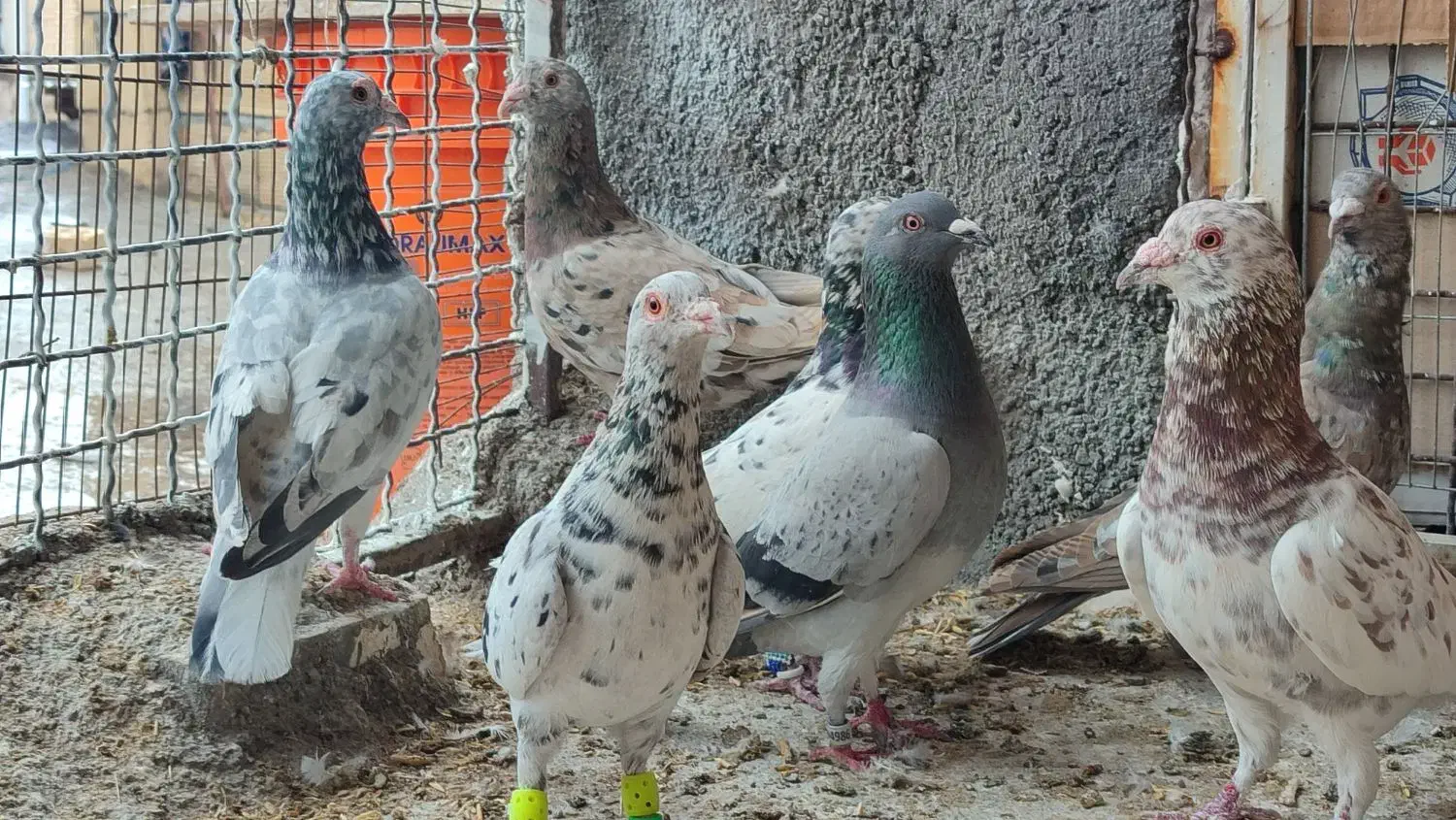 کفتر جنگنده|پرنده|اندیمشک, |دیوار