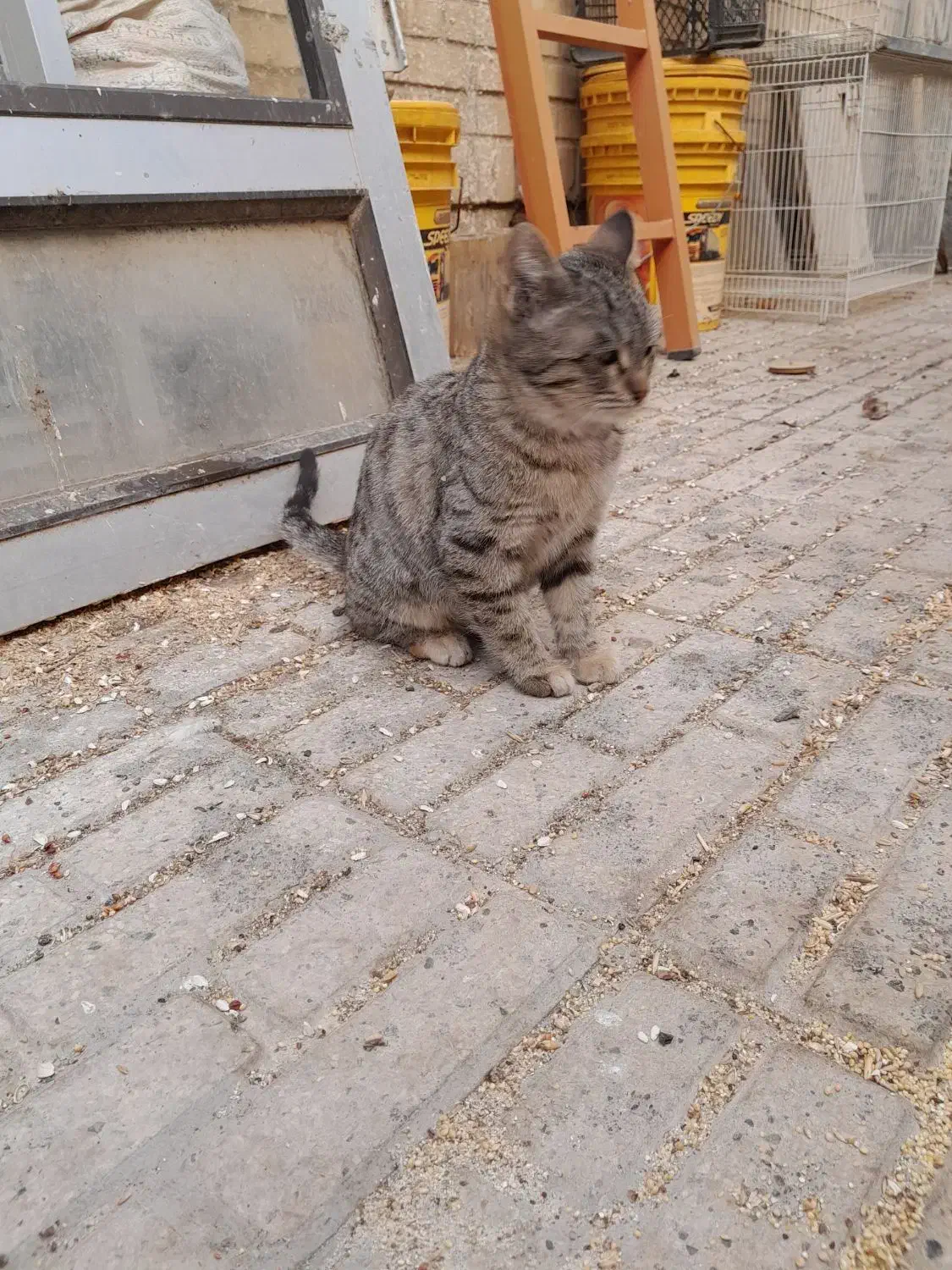 گربه. بچه گربه. پیشی|گربه|مشهد, نیروی هوایی|دیوار