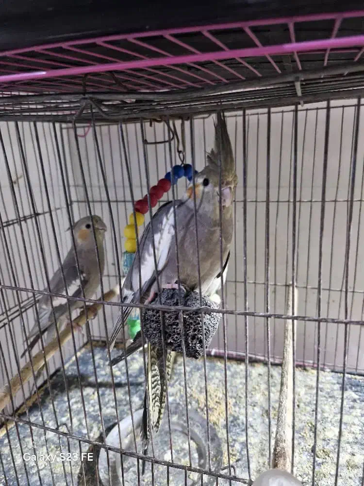 ۴عدد هلندی|پرنده|گتوند, |دیوار