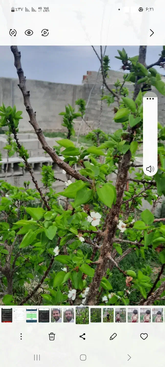 فروش خانه باغ در روستای سرپشت دهبکری|فروش خانه و ویلا|بم, |دیوار