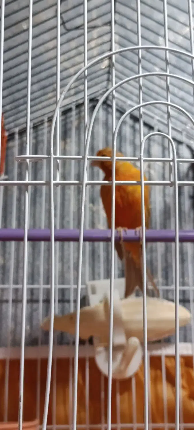 قناری|پرنده|لامرد, |دیوار