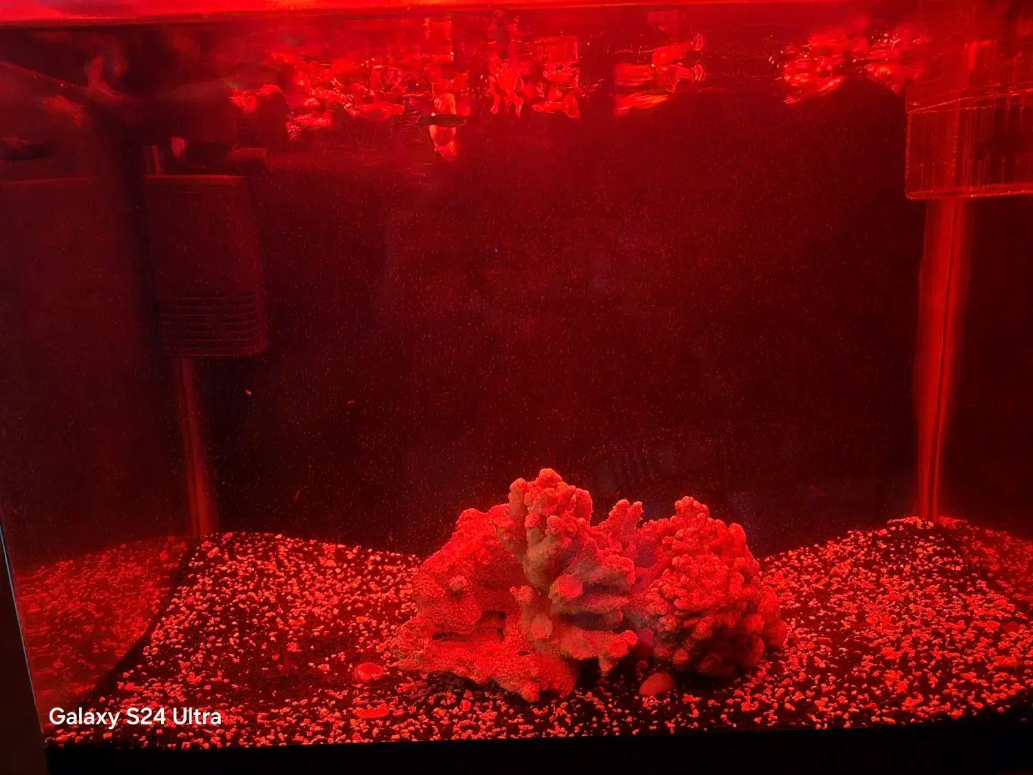 اکواریوم ماهی شیشه خم|ماهی|مشهد, چهارچشمه|دیوار