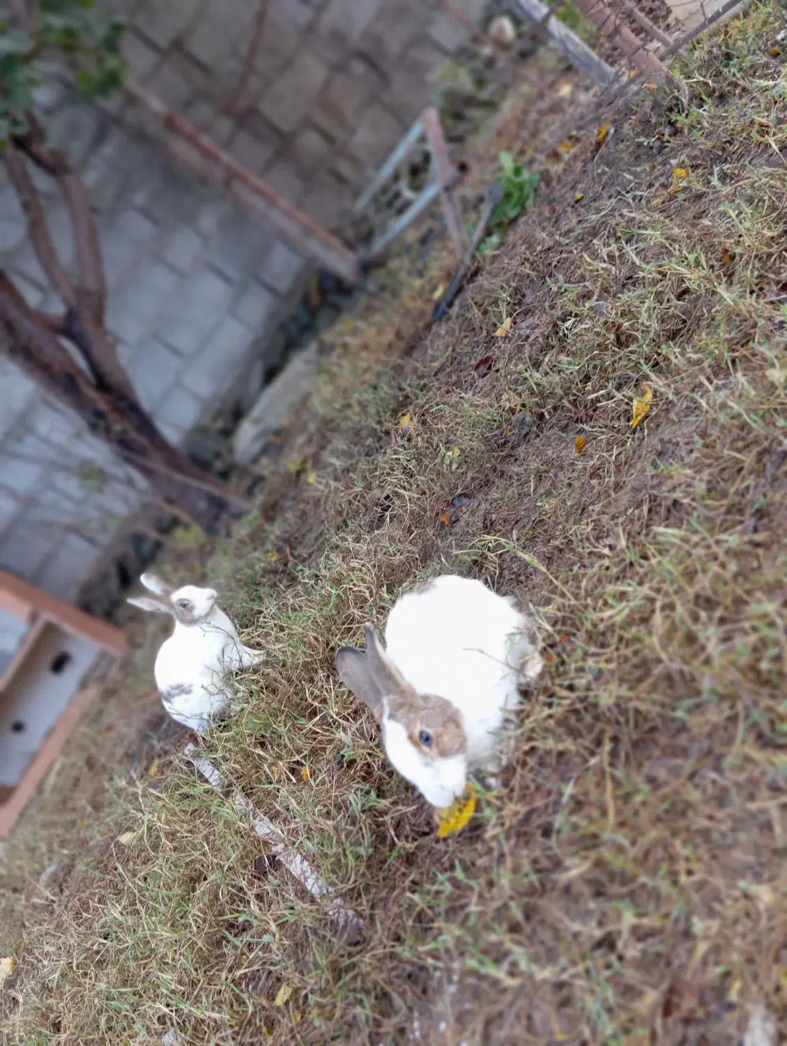 خرگوش|موش و خرگوش|بندر ترکمن, |دیوار