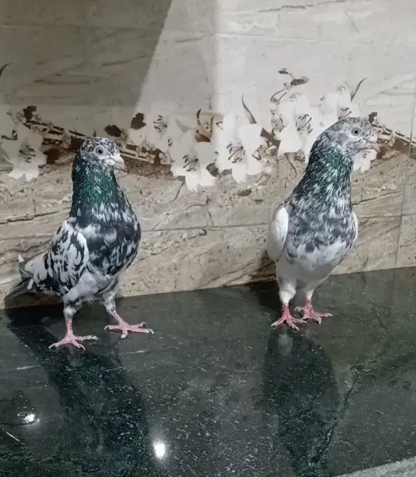 کبوتر پاکستانی پرشی|پرنده|یاسوج, |دیوار