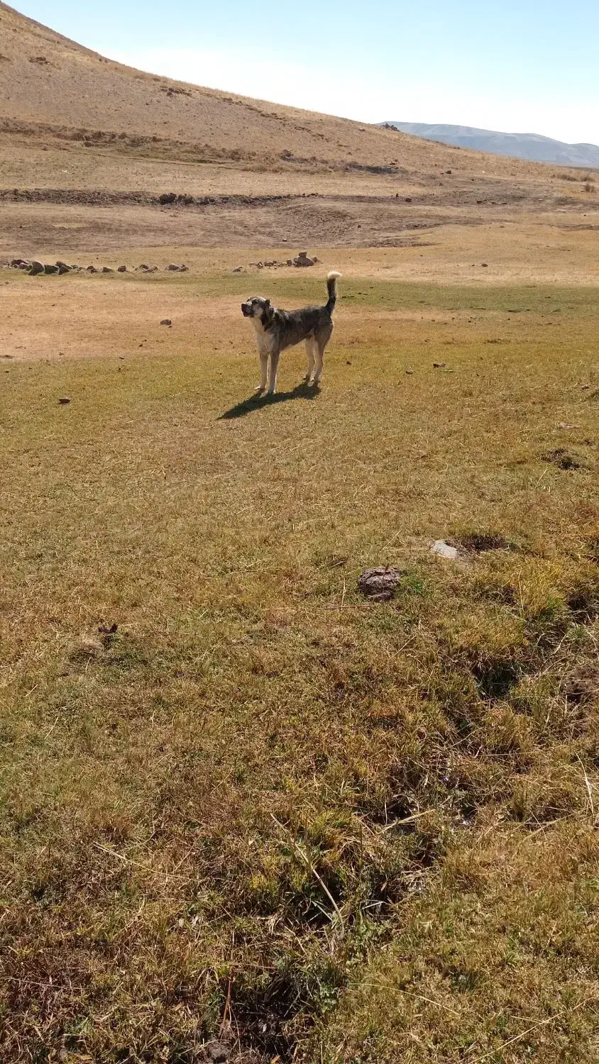 8میلیون|سگ|بستان آباد, |دیوار