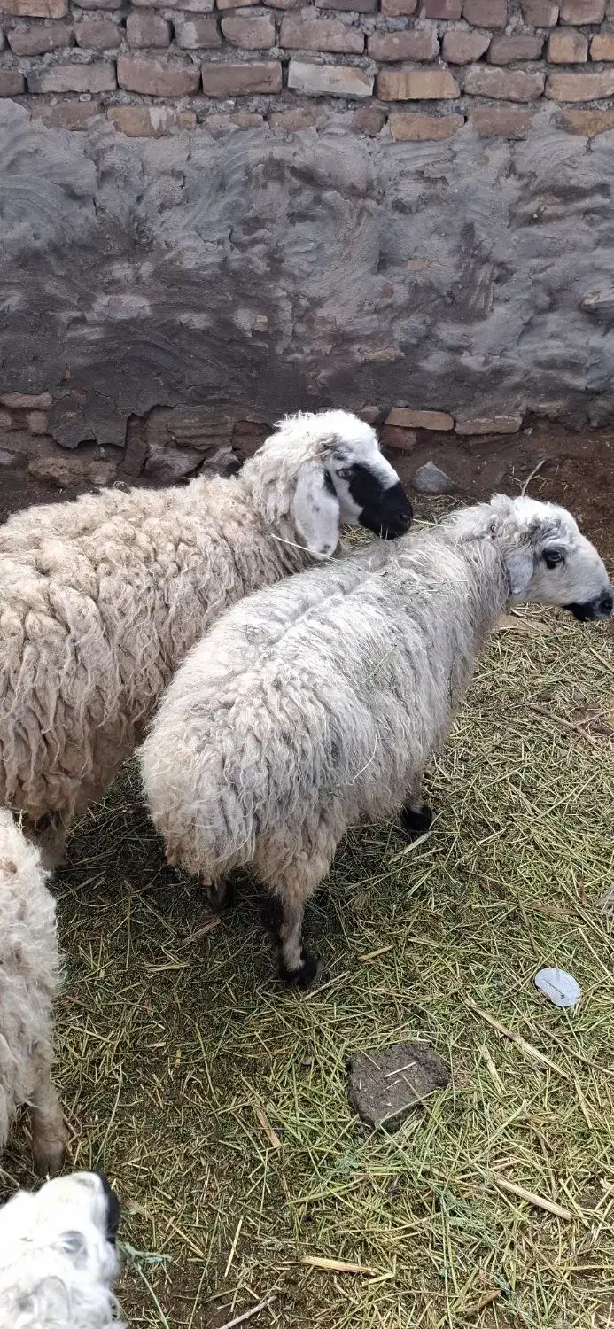 بز  میش|حیوانات مزرعه|جلگه ماژان, |دیوار