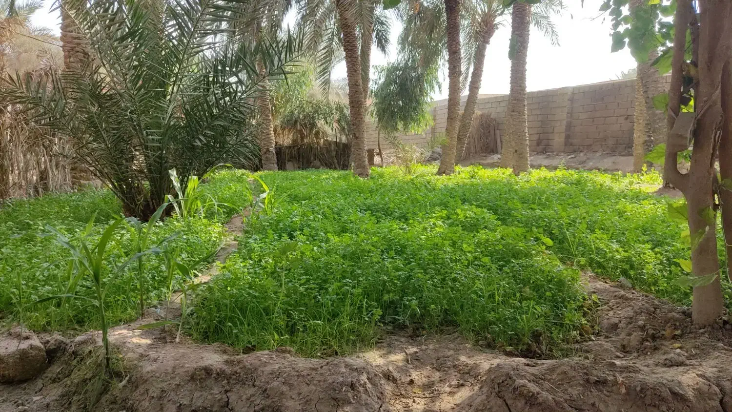 گشنیز سبزی ماهی تازه و تمیز|خوردنی و آشامیدنی|امیدیه, |دیوار