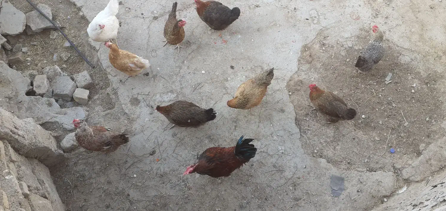 مرغ وخروس|حیوانات مزرعه|دره شهر, |دیوار