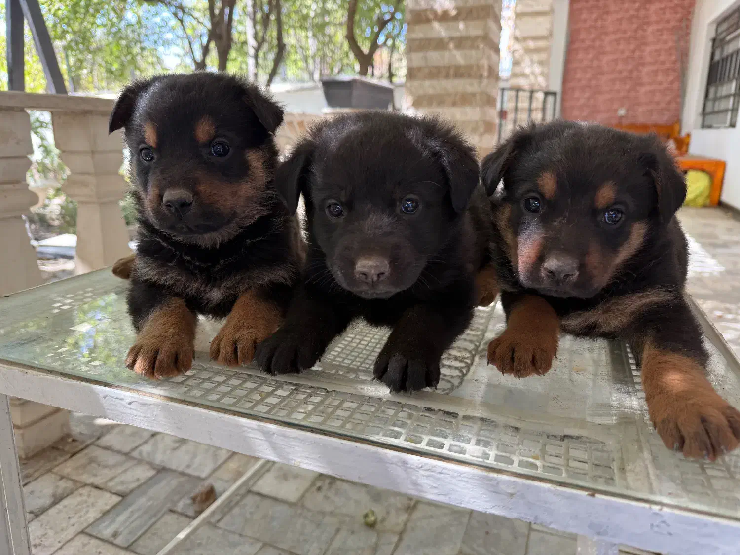 توله سگ رتوایلر|سگ|دماوند, گیلاوند|دیوار