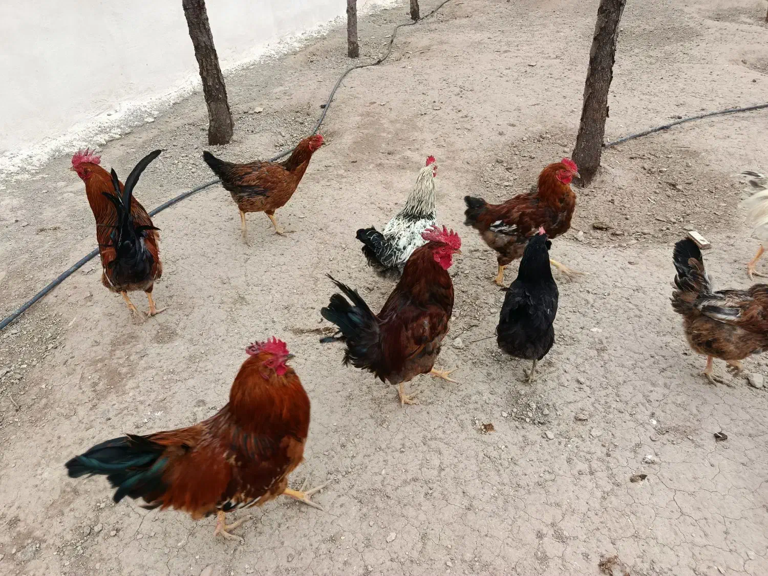 خروس محلی|حیوانات مزرعه|محمدیه-قزوین, |دیوار