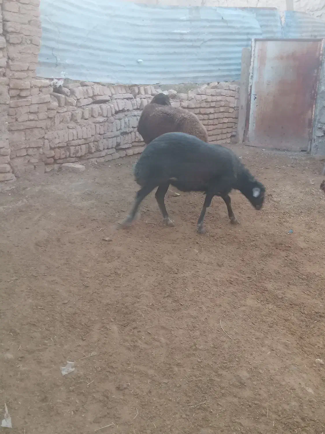 فروش دو راس گوسفند گوشتی ودامازدخ|حیوانات مزرعه|خواجه, |دیوار