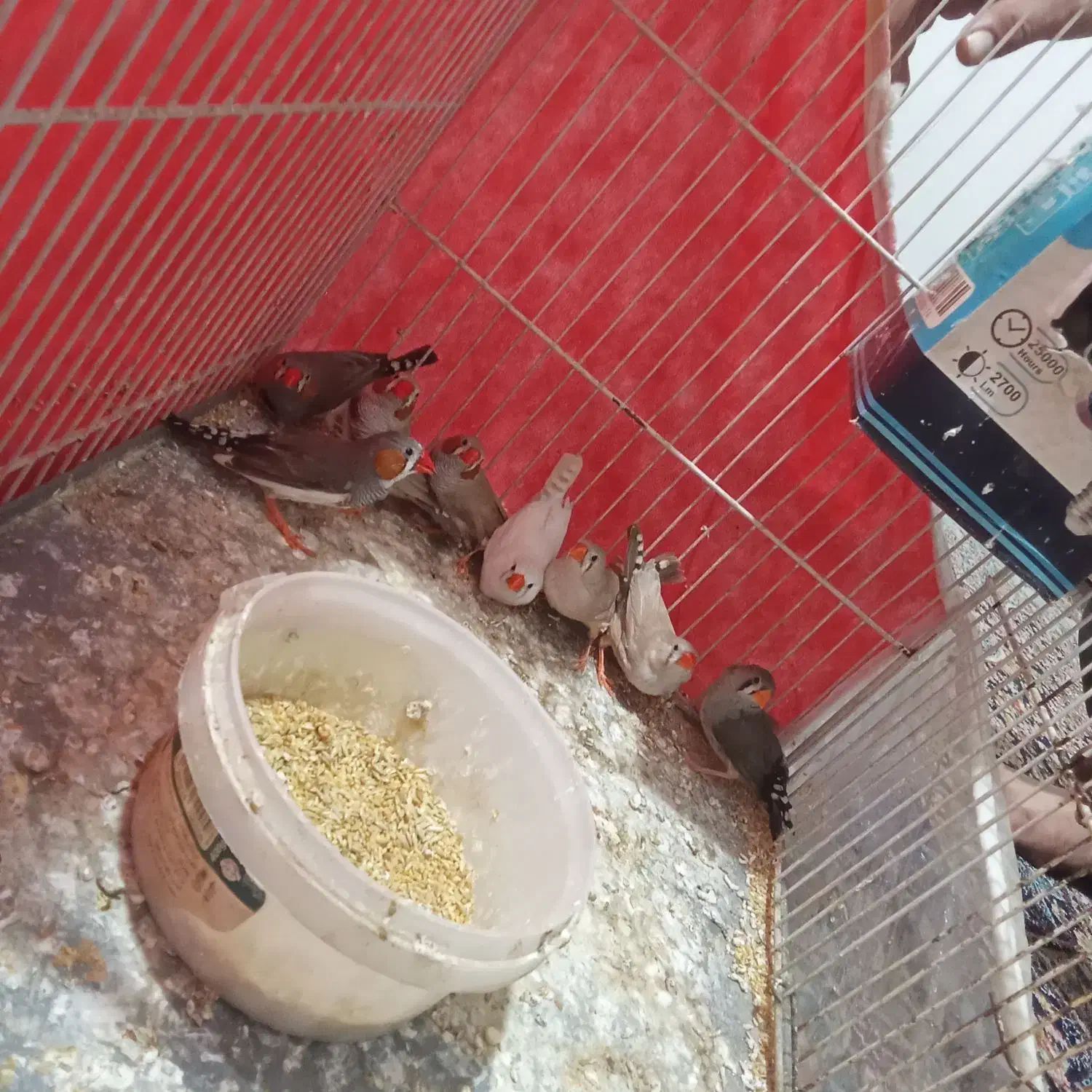 فنچجفت|پرنده|مشهد, نظام دوست|دیوار