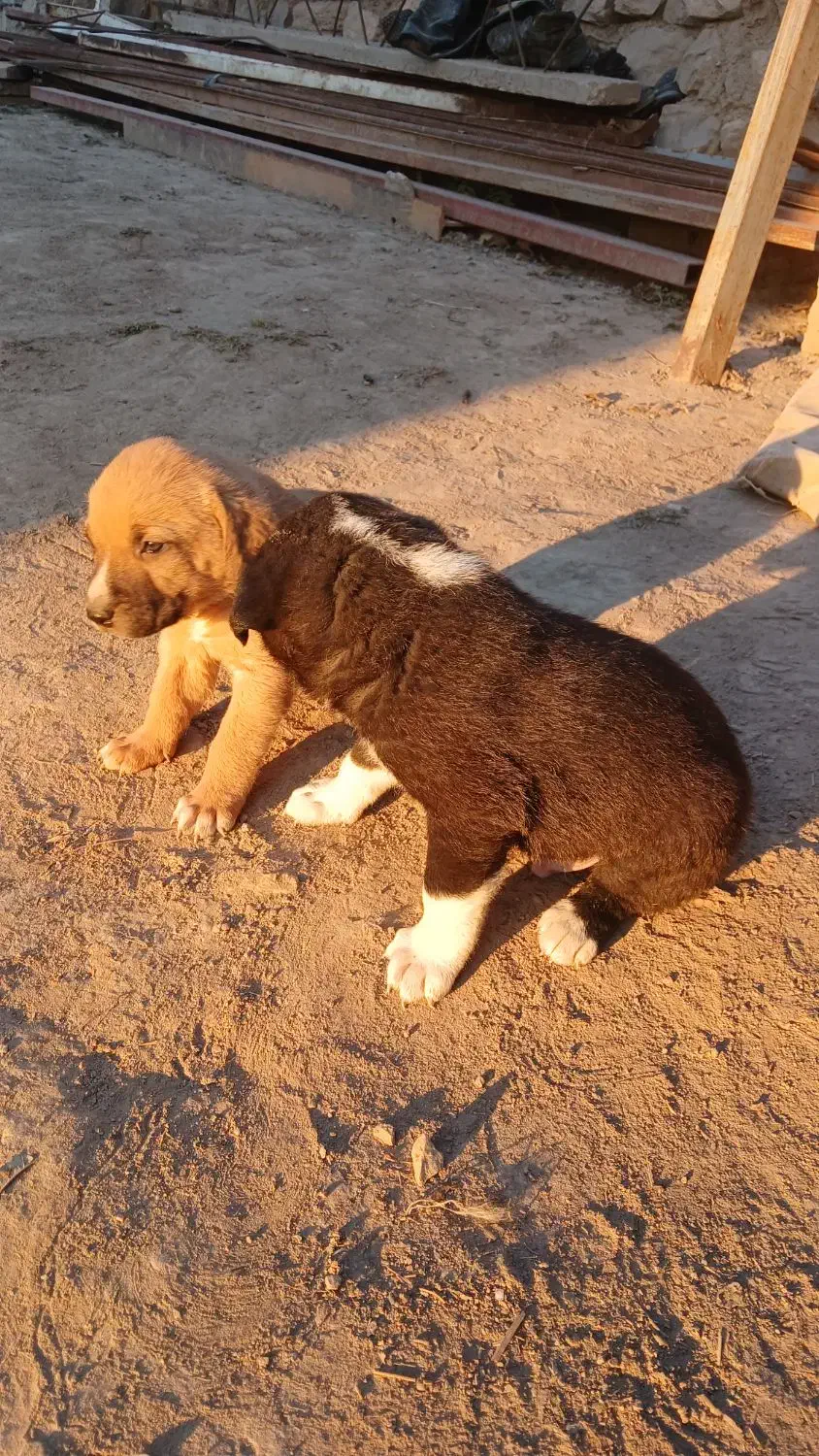 توله سگ|سگ|گلی داغ, |دیوار