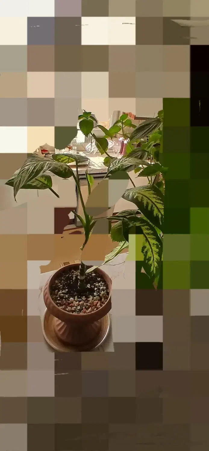 گل طبیعی|گل و گیاه طبیعی|تهران, مهرآباد جنوبی|دیوار