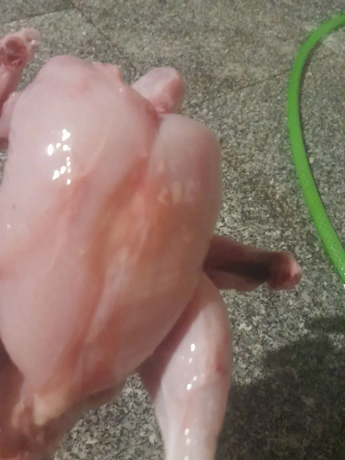 غذای سگ و گربه|لوازم جانبی حیوانات|رشت, ولکس|دیوار