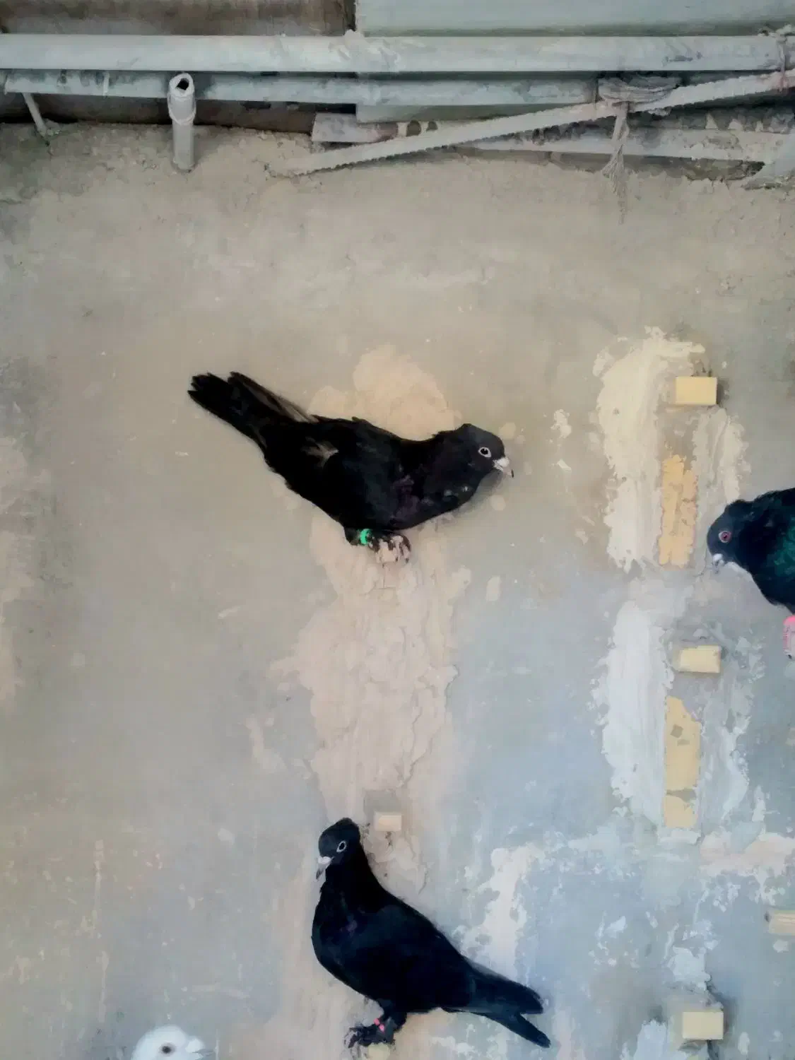 کبوتر نر سوراخ|پرنده|نگار, |دیوار