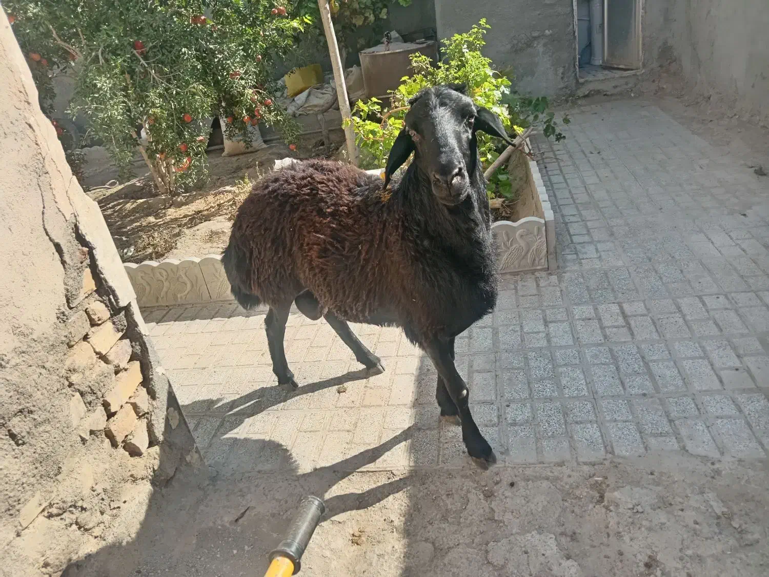 قوچ هترو دو دندان|حیوانات مزرعه|جغتای, |دیوار