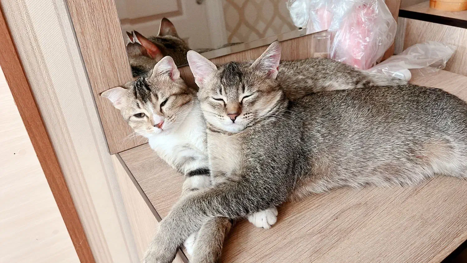 گربه اسکاتیش|گربه|اصفهان, شیخ اشراق|دیوار