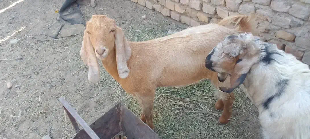 برو|حیوانات مزرعه|زابل, |دیوار