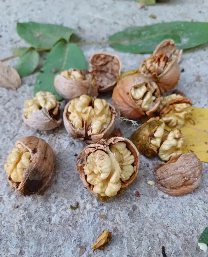 مغز گردو مال امسال|خوردنی و آشامیدنی|قره ضیاالدین, |دیوار