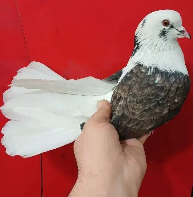 کبوتر|حیوانات|مشگین شهر, |دیوار