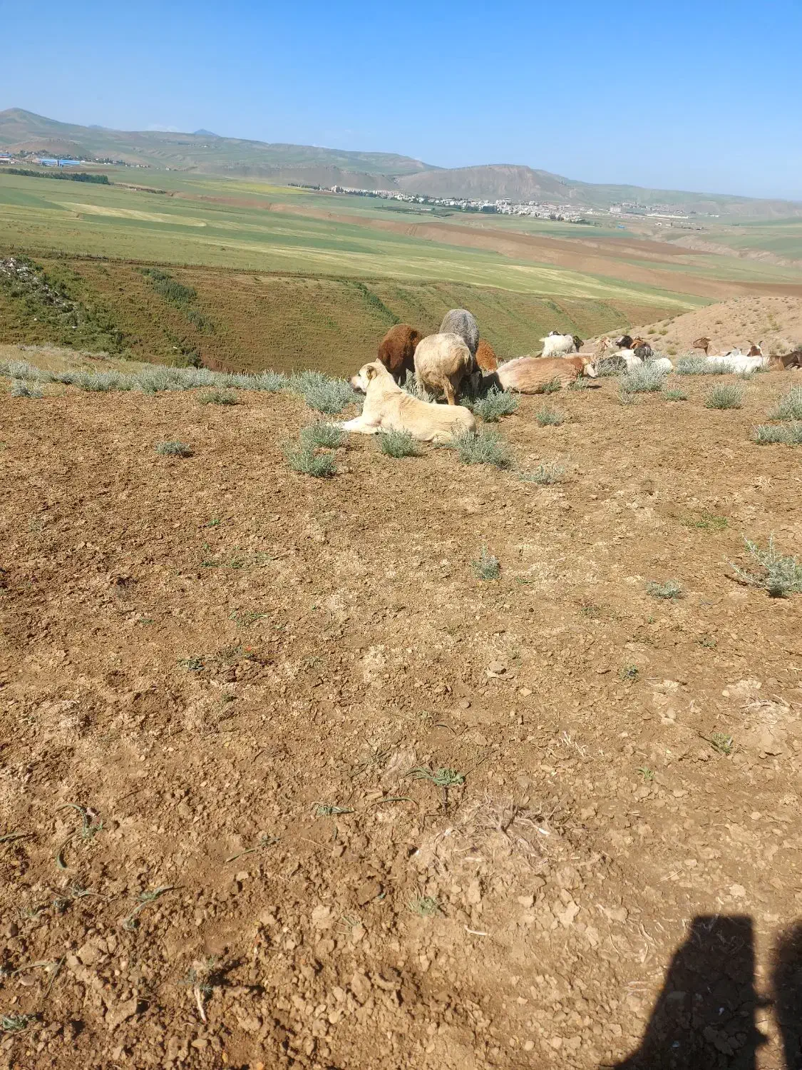 سگ گمشده|سگ|گرمی, |دیوار