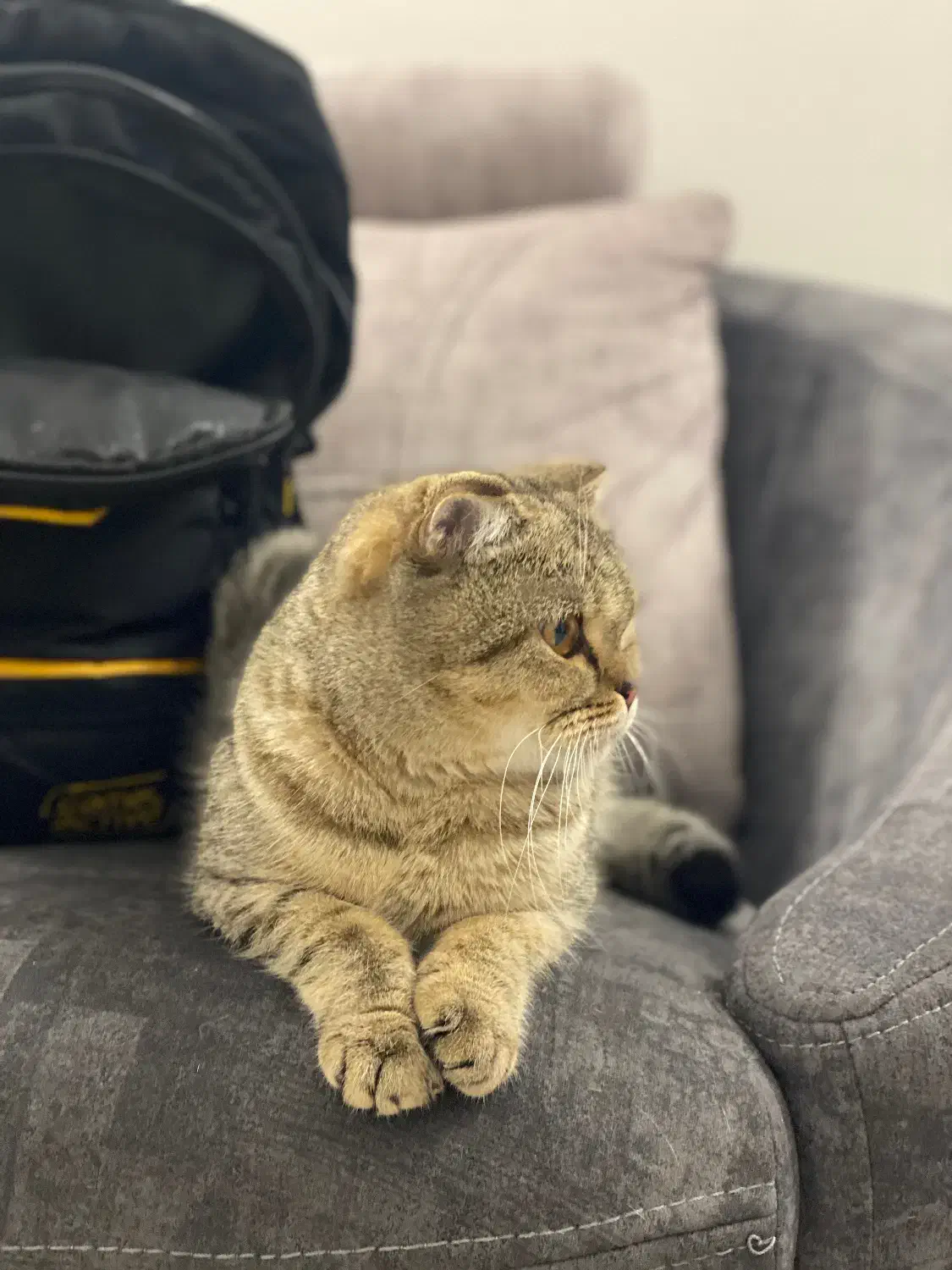 واگذاری گربه اسکاتیش فولد ماده آماده جفت|گربه|مشهد, هنرور|دیوار