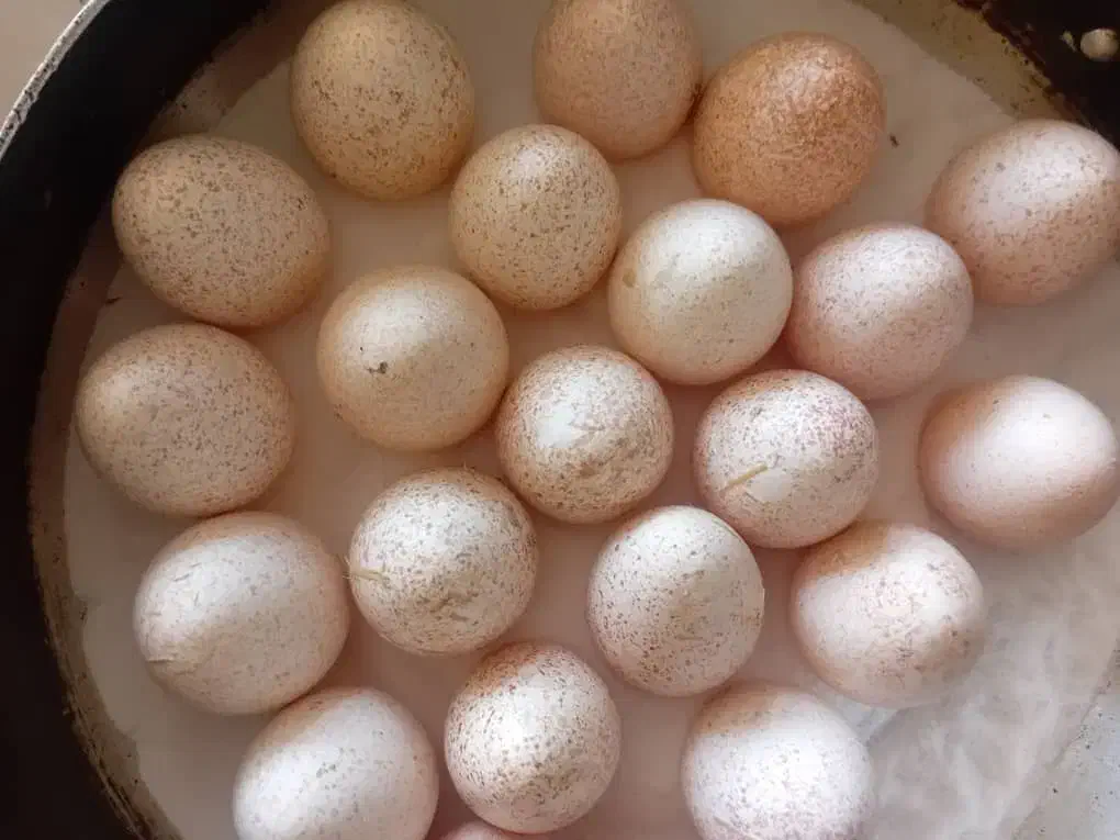 تخم بوقلمون بوربون قرمز|حیوانات مزرعه|سیلاخور, |دیوار