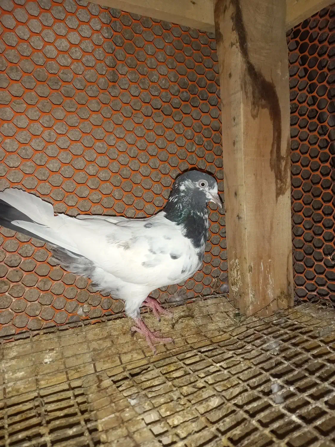 شیخی پاکستانی|پرنده|آبادان, |دیوار