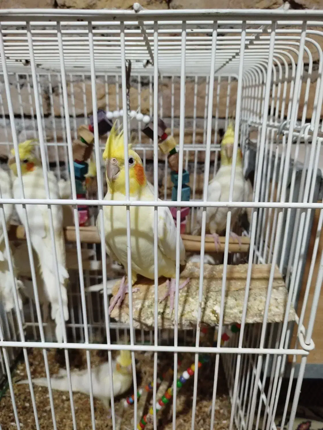 عروس هلندی|پرنده|اقبالیه, |دیوار