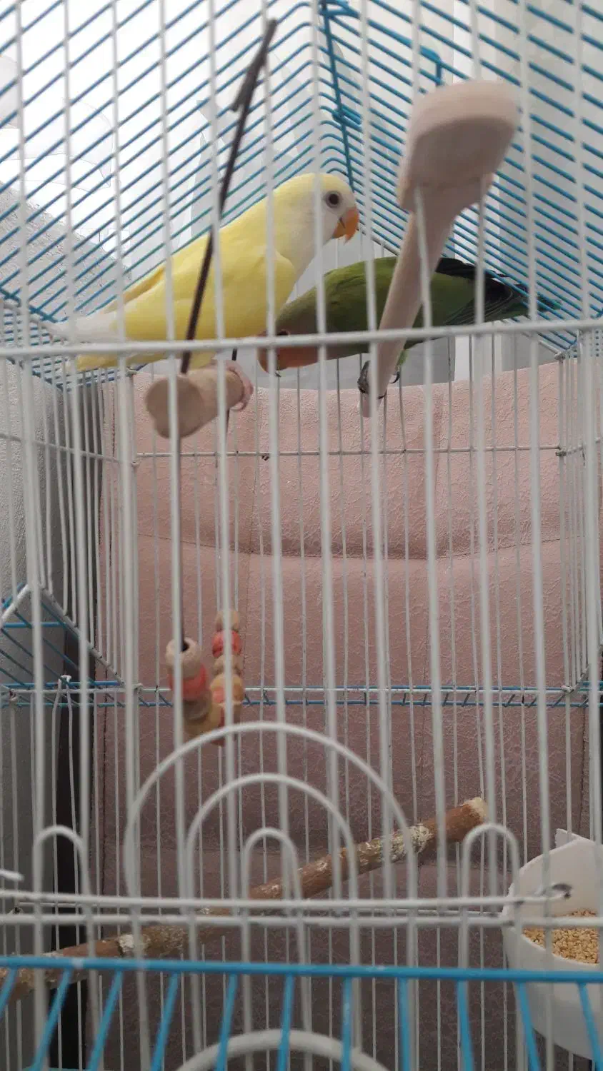 طوطی برزیلی|پرنده|هشتگرد, فاز ۷ مهستان|دیوار