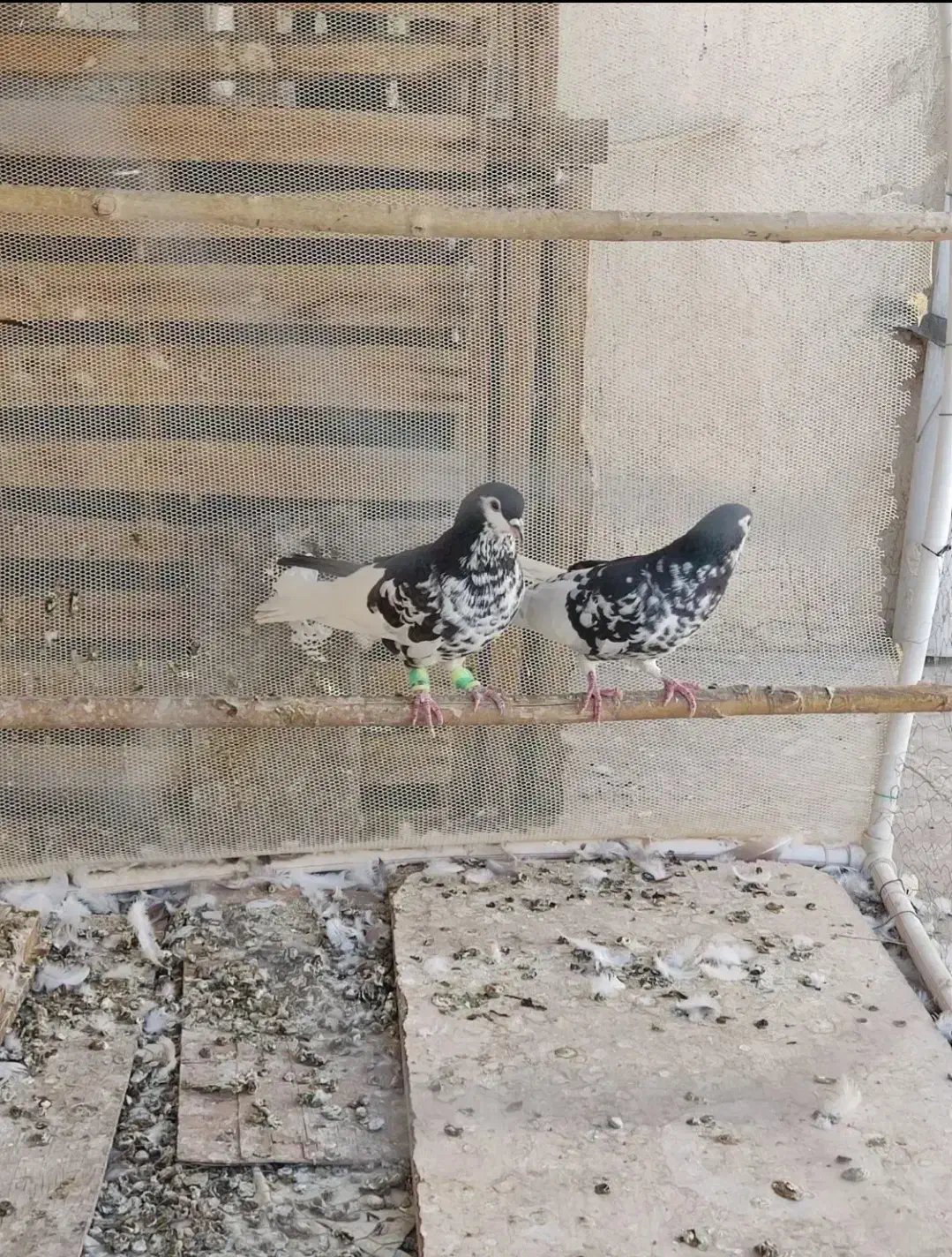 کفتر افغانیافشون نر ماده|پرنده|فشاپویه, |دیوار