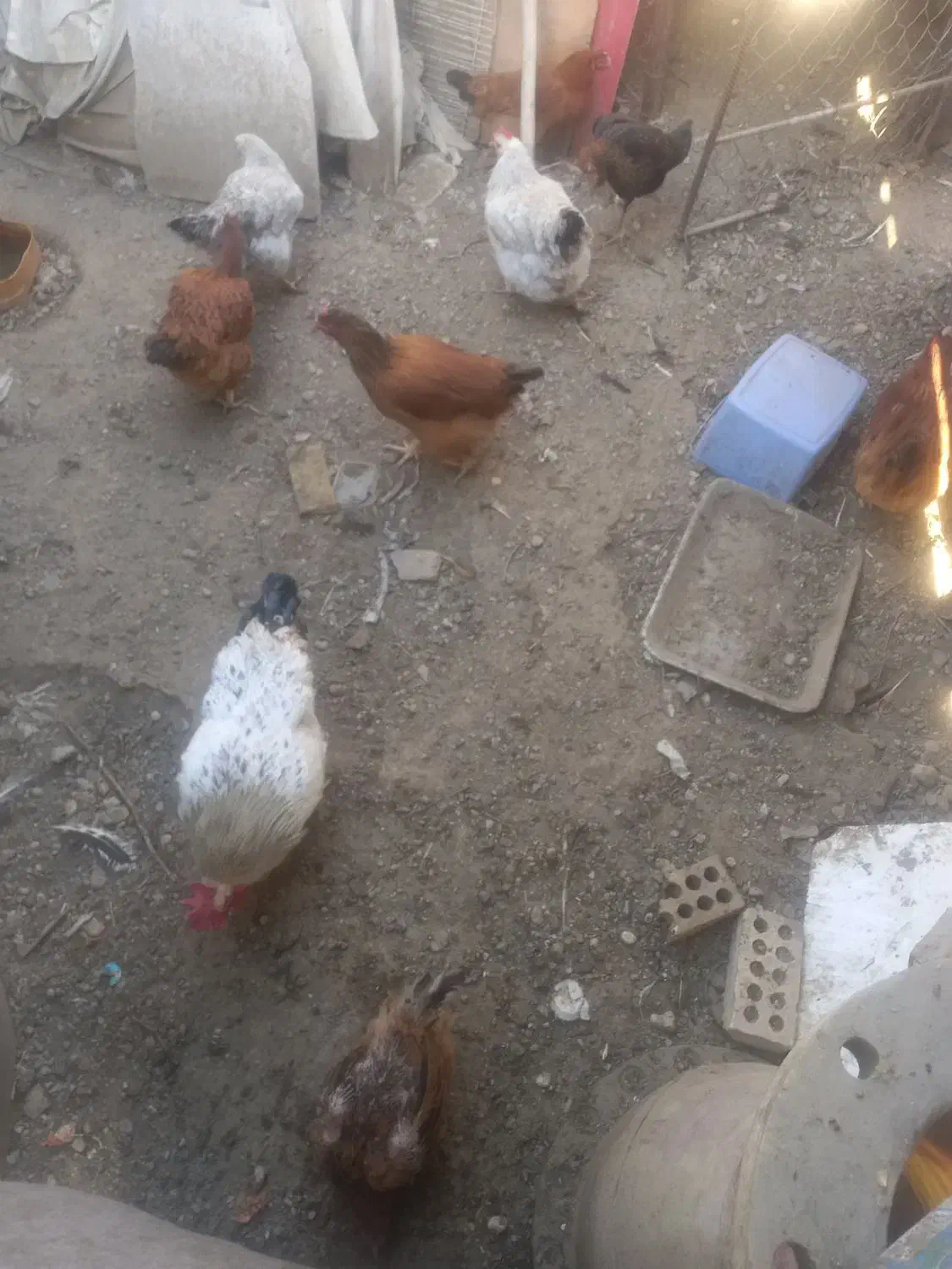 مرغ و خروس|حیوانات مزرعه|مشهد, نوید|دیوار