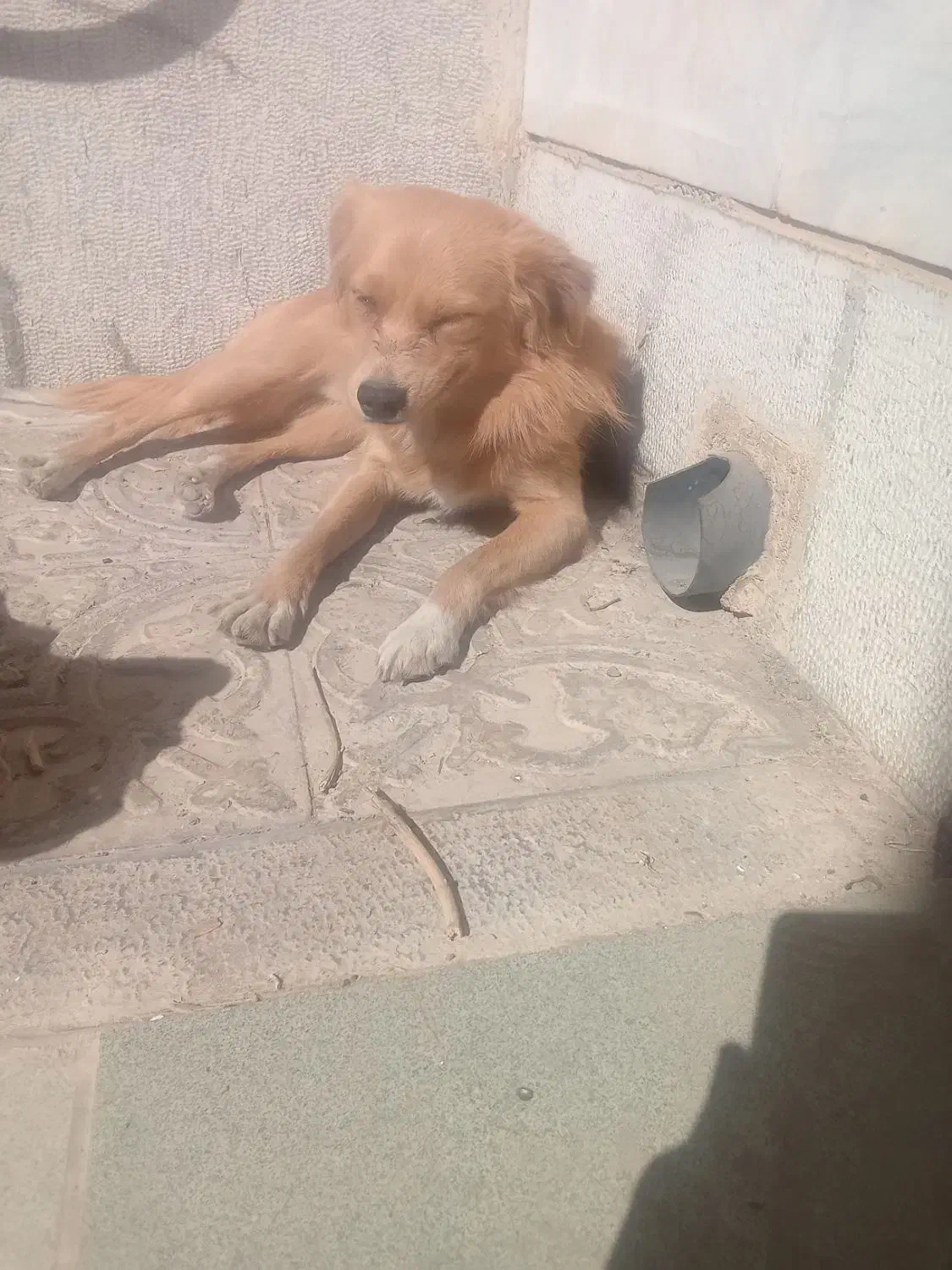 گمشده|حیوانات|اصفهان, بوستان ناژوان|دیوار