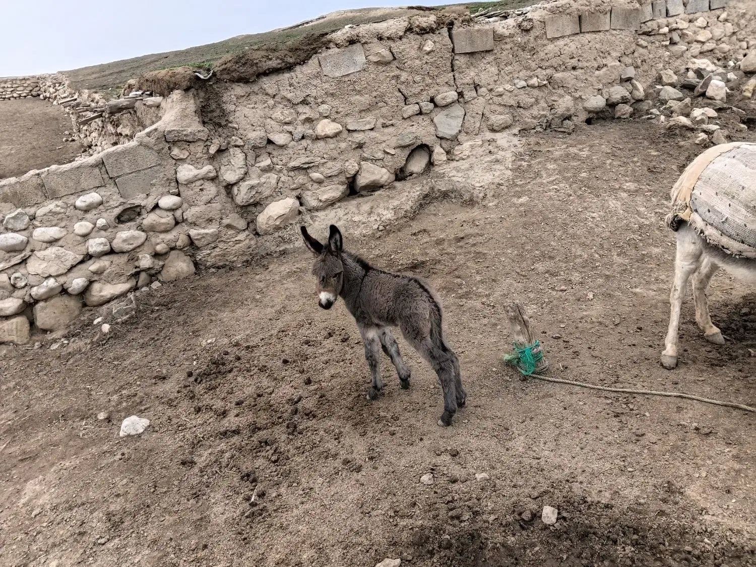 فروش الاغ|حیوانات مزرعه|گرمخان, |دیوار