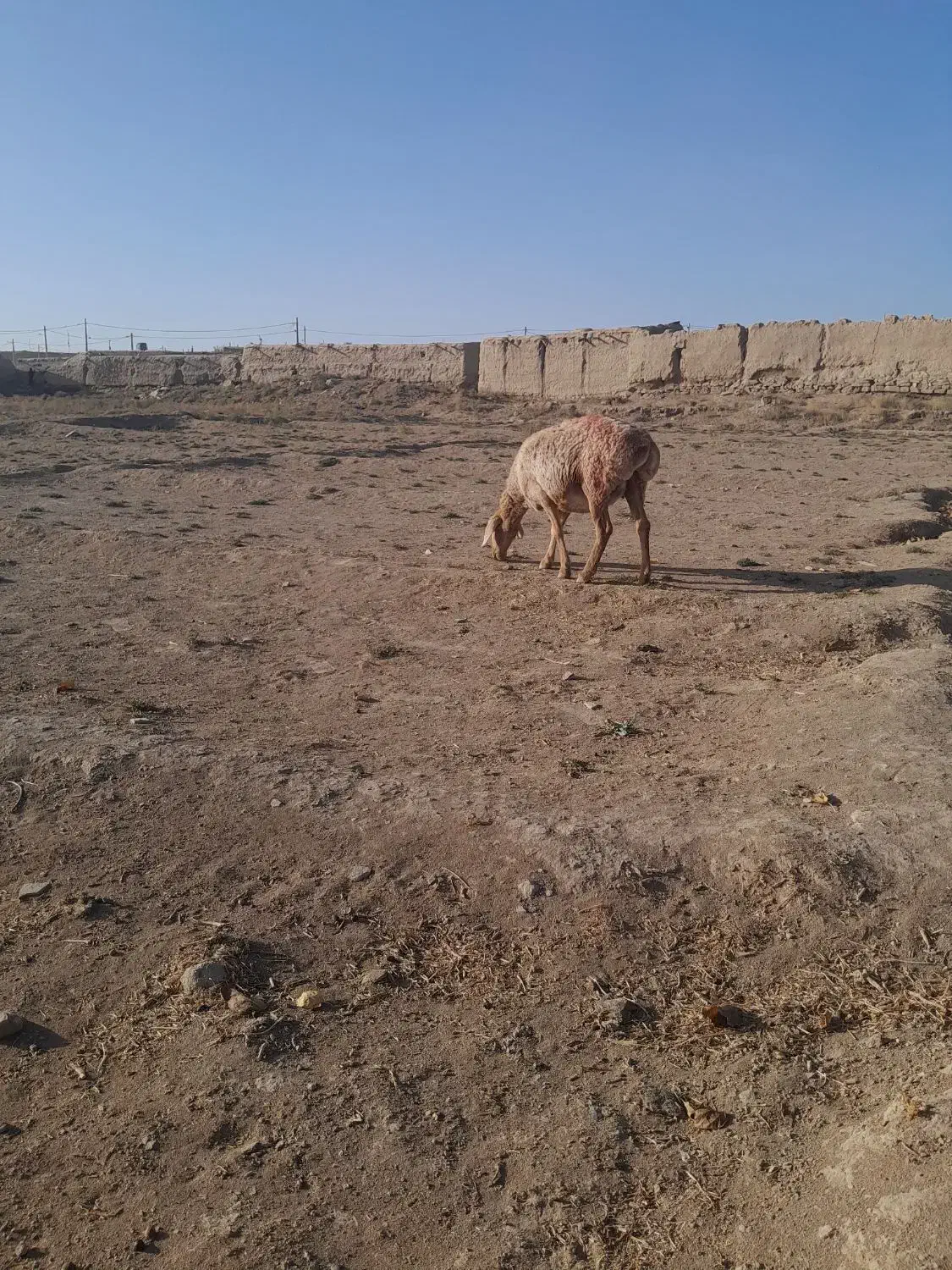 میش اوست ۷ عدد|حیوانات مزرعه|تربت جام, جلگه موسی آباد|دیوار