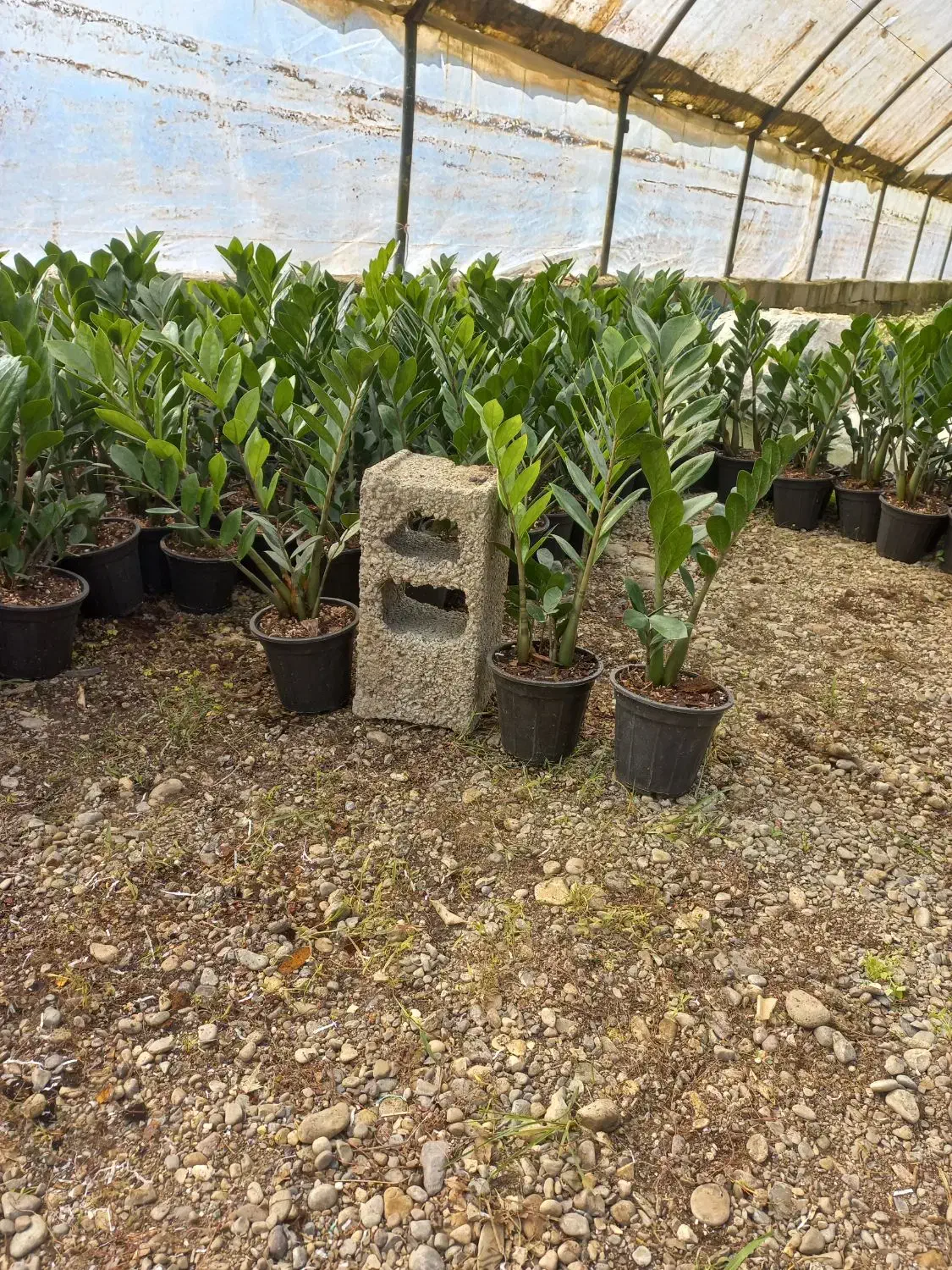 فروش تعداد زاموفیلیا|گل و گیاه طبیعی|شیرود, |دیوار