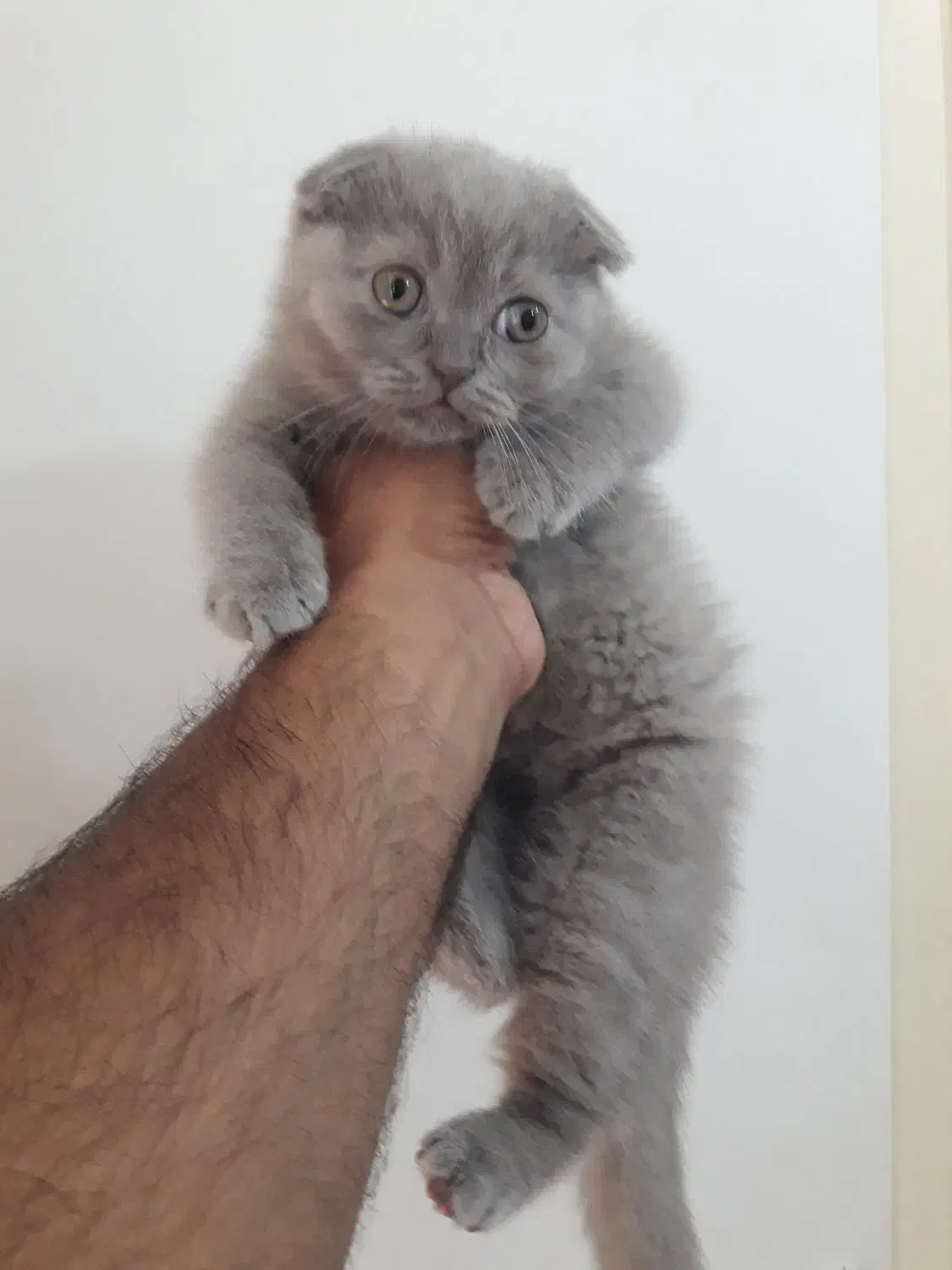 اسکاتیش لیلاک .. واگذاری غیر رایگان|گربه|گرگان, |دیوار