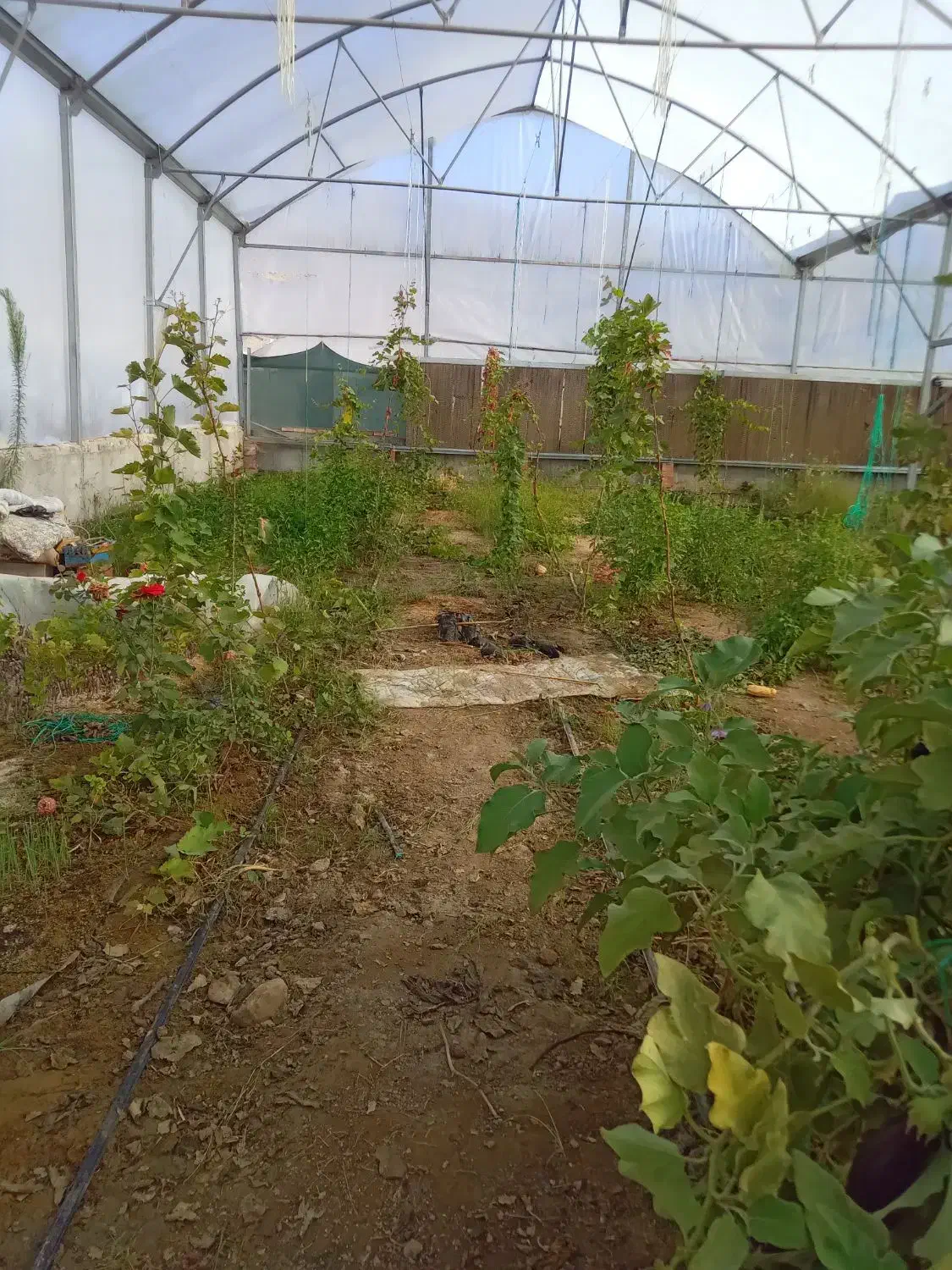 سازه گلخانه|ماشینآلات صنعتی|آشخانه, |دیوار