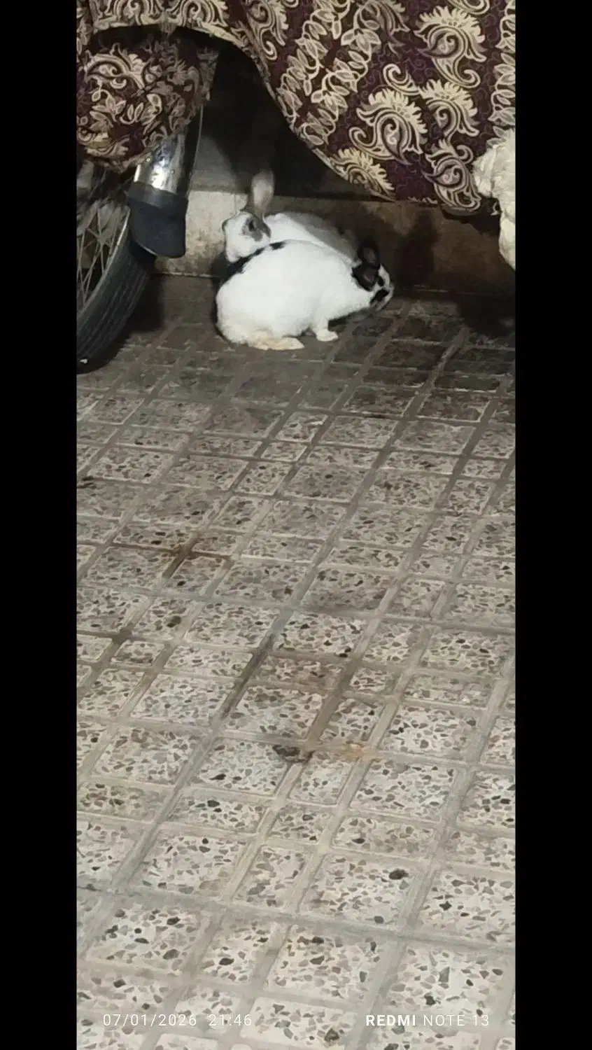 خرگوش نر وماده|موش و خرگوش|مشهد, فاطمیه|دیوار