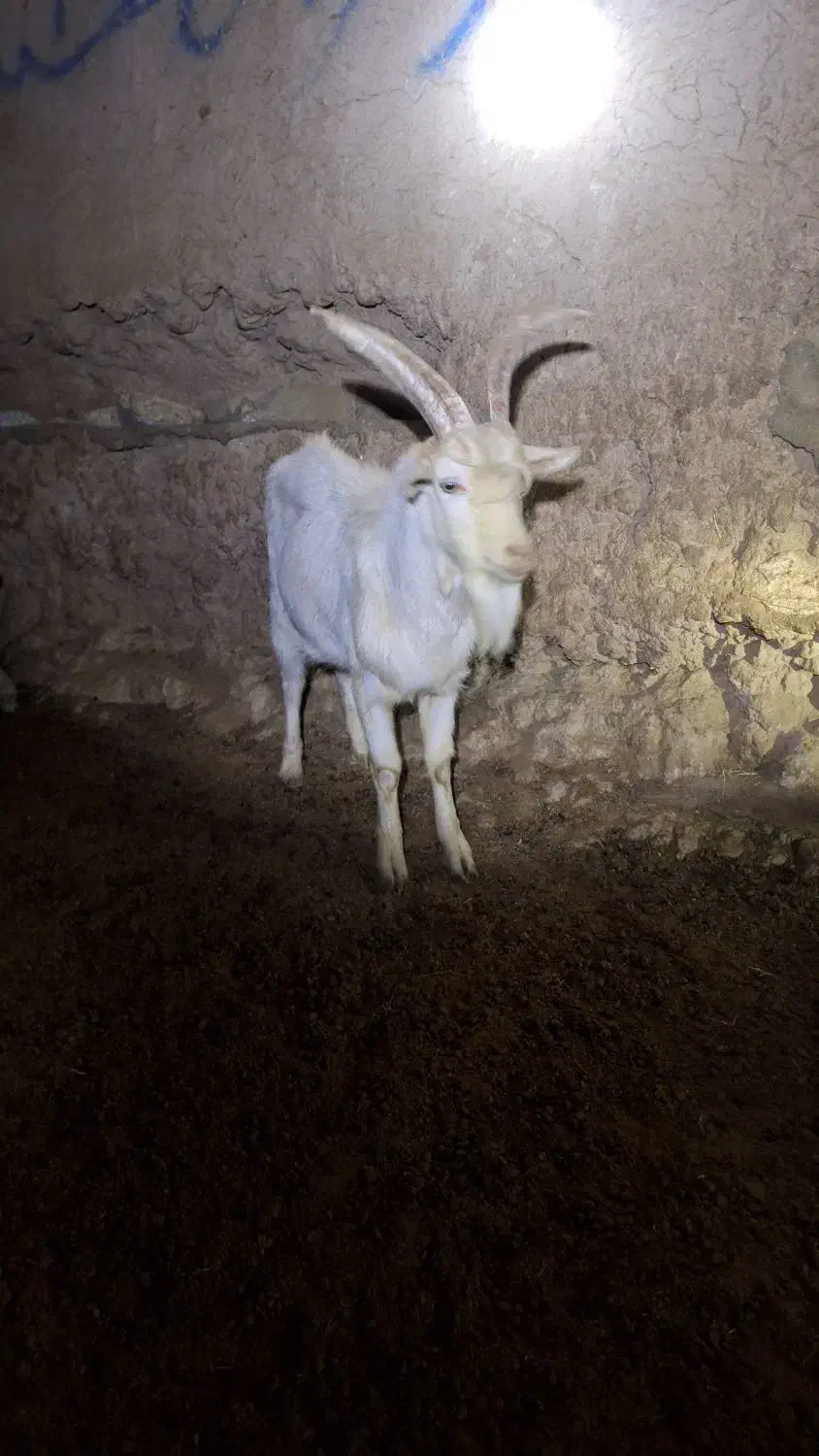 فروش نر بز سانن|حیوانات مزرعه|تربتحیدریه, ۴۵ متری|دیوار