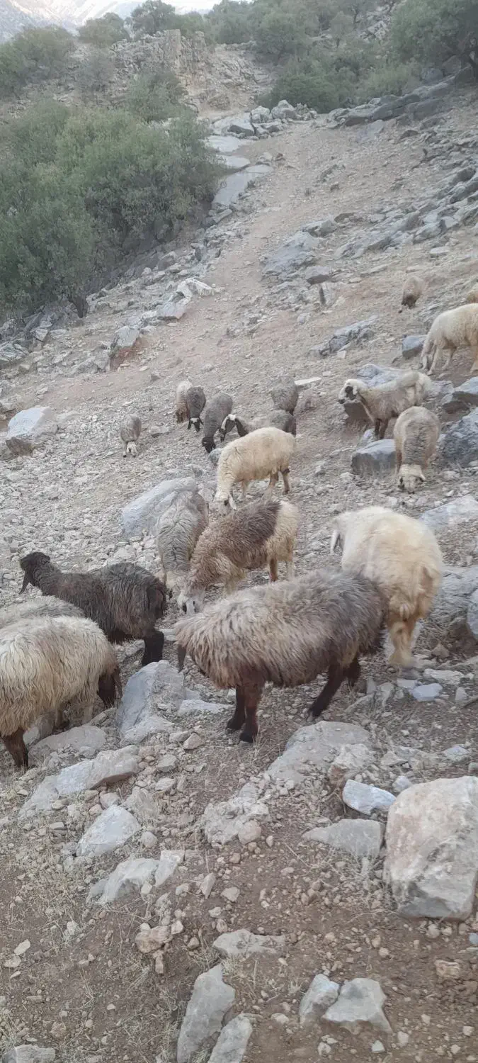 بره|حیوانات مزرعه|دهدشت, |دیوار